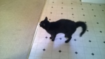 I'm looking after a cat for a few weeks and I have a question.