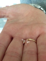 Orchid mantis with picture