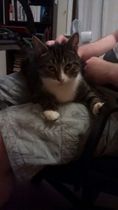 What's the longest your cat has ever disappeared for?