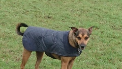Let's see your pooches