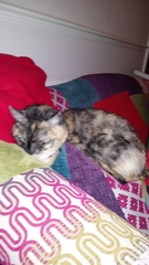 New cat owner and all I want to do is talk about her!
