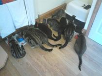 How many cats does everyone have?