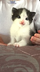 please help, 6 week old kittens