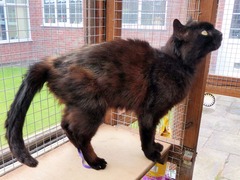 New cat owner and all I want to do is talk about her!