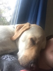 Let's see your pooches
