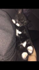 please help, 6 week old kittens