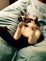 How many cats does everyone have?