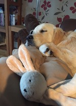 Let's see your pooches