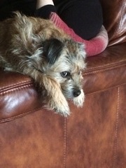 Which breed for our family?