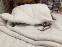 whippet puppy