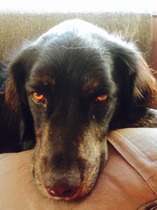 Let's see your pooches