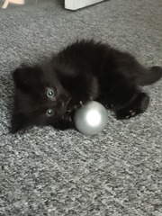 New cat owner and all I want to do is talk about her!