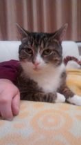 What's the longest your cat has ever disappeared for?