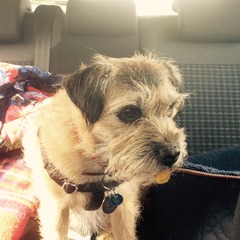 Which breed for our family?
