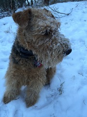 Let's see your pooches