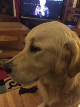 Let's see your pooches