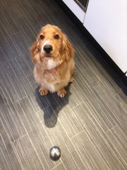 Let's see your pooches