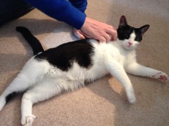 Help me re-name this cat please...