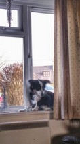 Let's see your pooches