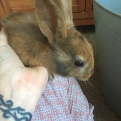 Help my rabbit is giving birth to a surprise litter!