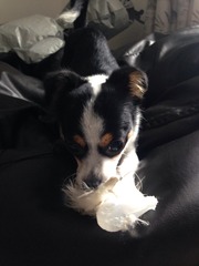 Let's see your pooches