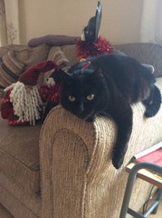 New cat owner and all I want to do is talk about her!