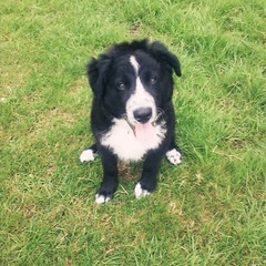 picking up our 9 week old border collie pup next weekend....