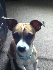 JRT escaping from harness - help!