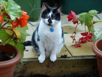 Poorly cat, worried about him
