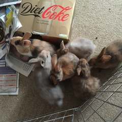 Help my rabbit is giving birth to a surprise litter!