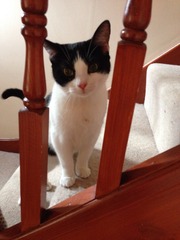 Help me re-name this cat please...