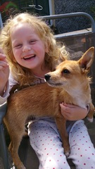 any owners of border/cairn or jack russell terriers?