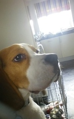 God I'm so stupid. My dog is going to be stolen isn't he