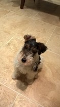Young puppy who can suddenly turn very aggressive, what is the best way to deal with it?