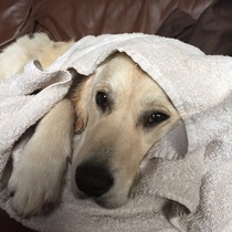 Ive had a golden retriever puppy 4 days....and changed my mind