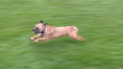 Look at my dog...
