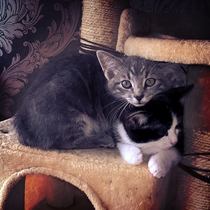 How many cats does everyone have?