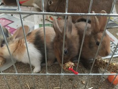Help my rabbit is giving birth to a surprise litter!