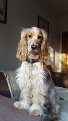 Let's see your pooches