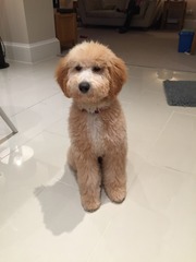 Let's see your pooches