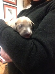 whippet puppy