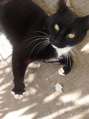 New cat owner and all I want to do is talk about her!