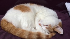 New cat owner and all I want to do is talk about her!