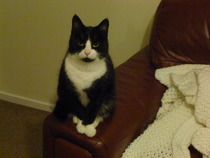 My new cat
