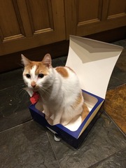 New cat owner and all I want to do is talk about her!
