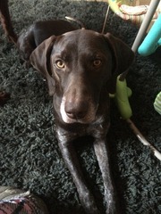 Let's see your pooches