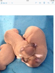 whippet puppy