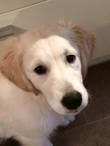 Ive had a golden retriever puppy 4 days....and changed my mind
