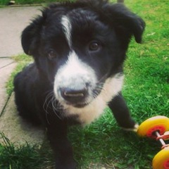 picking up our 9 week old border collie pup next weekend....