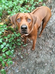 Let's see your pooches